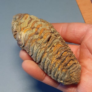 Ordovician fossil trilobite