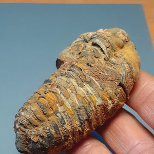 Ordovician fossil trilobite