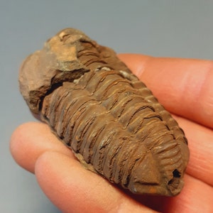 Ordovician fossil trilobite