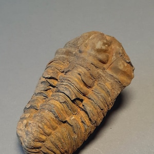 Ordovician fossil trilobite