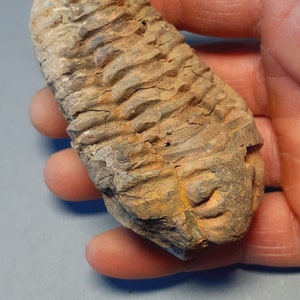 Trilobite fossile dell'Ordoviciano