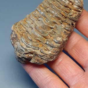 Ordovician fossil trilobite