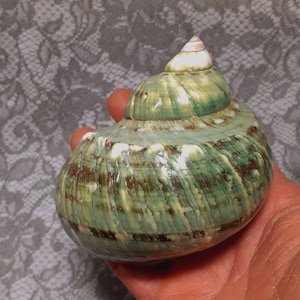 Turbo imperialis shell