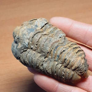 Ordovician fossil trilobite
