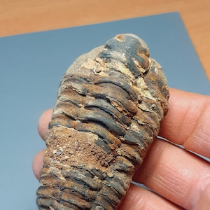 Ordovician fossil trilobite