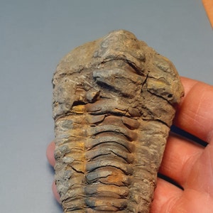 Ordovician fossil trilobite