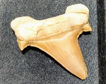 Otodus tooth
