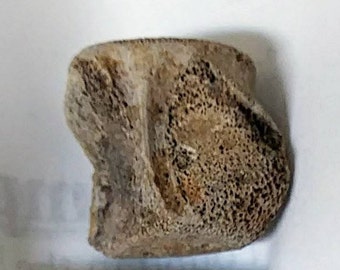Montana Champsosaur Vertebrae