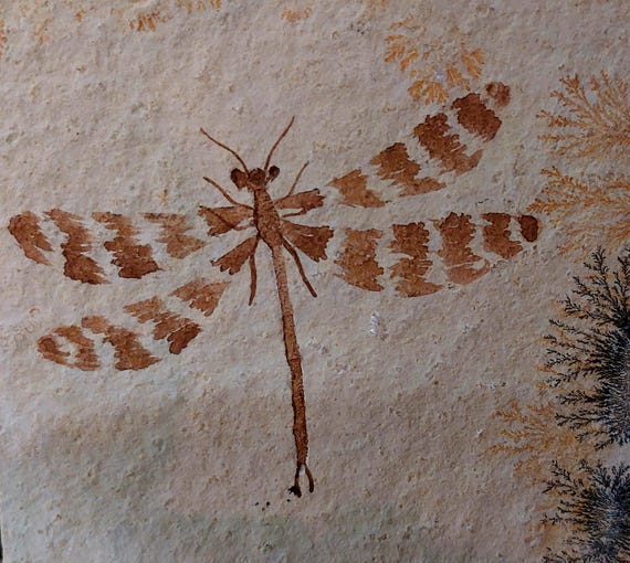 FOSSIL 他４点まとめ売り　ジャンク Jurassic Dragonfly Fossil From Solnhofen Quarry, Germany - Etsy