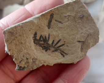 Montana Redwood Fossil