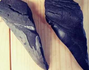 Fossil Megalodon Tooth, Jewelry Craft Supply