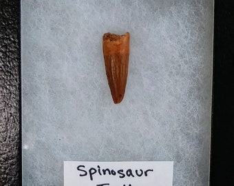Genuine Spinosaurus Tooth Fossil, Atlas Mountains of Morocco