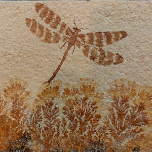 Dragonfly Fossil