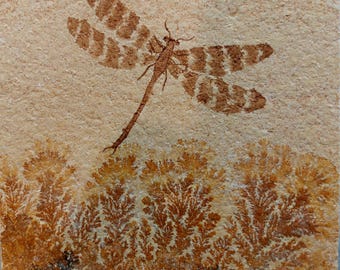 Jurassic Dragonfly Fossil from Solnhofen Quarry, Germany