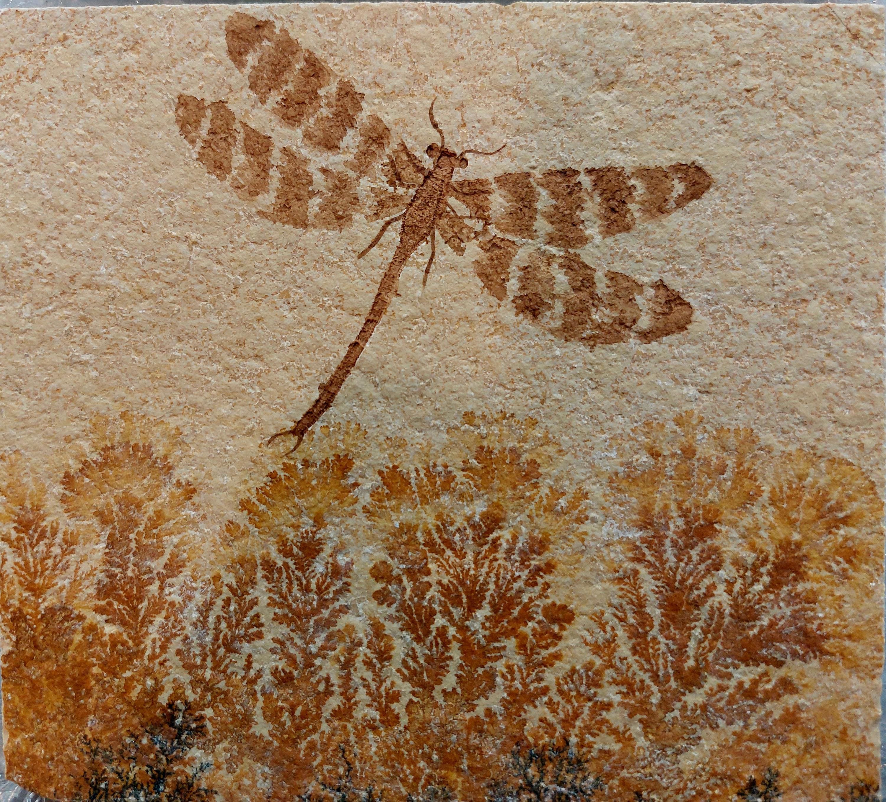 Jurassic Dragonfly Fossil From Solnhofen Quarry, Germany - Etsy