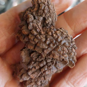 Peut inclure: Gros plan sur une formation rocheuse brune et textur&eacute;e avec une surface rugueuse et in&eacute;gale. La roche a un aspect stratifi&eacute; et est tenue dans la main d'une personne. La couleur de la roche est un m&eacute;lange de bruns clairs et fonc&eacute;s.