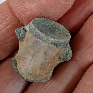 Montana Dinosaur Vertebrae