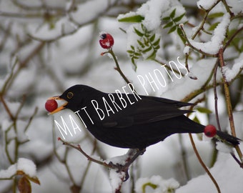 Blackbird with Berry in the Snow Photo Notecard (Pack of 10)