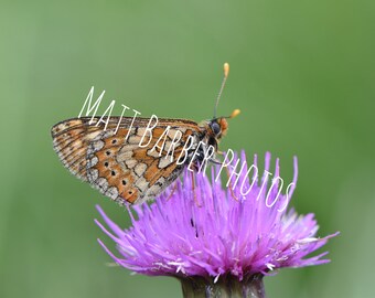 Marsh Fritillary Butterfly Macro Photo Notecard (Pack of 10)