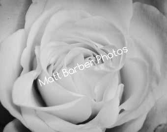 Monochrome Rose Photo Print