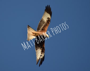 Red Kite Photo Notecard (Pack of 10)