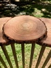 Set of 20 - 10 inch wood slabs, wood slab centerpieces, tree slices, tree slice centerpieces, tree slabs, tree slab centerpieces! 