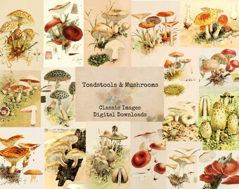 Toadstools & Mushrooms - Printable Images, Vintage Art, Instant Download, Digital Collage, Ephemera, Antique Art