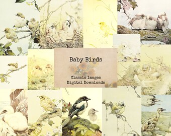 Baby Birds - Digital Ephemera, Printable Images, Vintage Art, Instant Download, Digital Collage, Book Pages