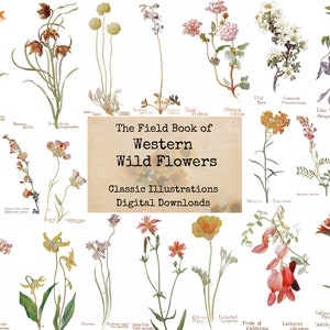 The Field Book of Western Wild Flowers - Digital Ephemera Classics, Digital Images, Vintage Art, Digital Collage, Art Ephemera