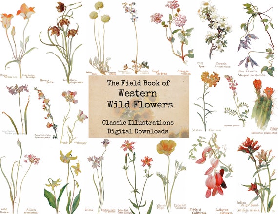 The Field Book of Western Wild Flowers - Digital Ephemera Classics