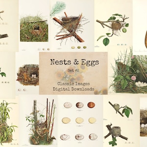 Nests & Eggs Set #2 - Digital Ephemera, Printable Images, Vintage Art, Instant Download, Digital Collage, Book Pages