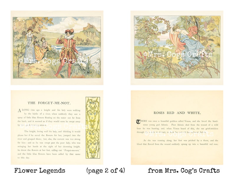 May include: Two vintage illustrations with text about flower legends. The first image shows a knight and two ladies in a forest setting. The second image shows a woman in a blue dress with a red cloak, reaching for a rose bush. The text reads "The Forget-Me-Not" and "Roses Red and White".