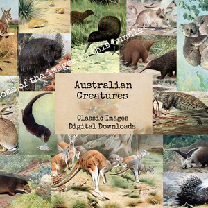 Vintage Animals Image Bundle - Printable Images, Instant Download ...