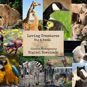 Loving Creatures Big & Small - Digital Ephemera, Digital Images, Vintage Photos, Instant Download, Digital Collage, Vintage Images