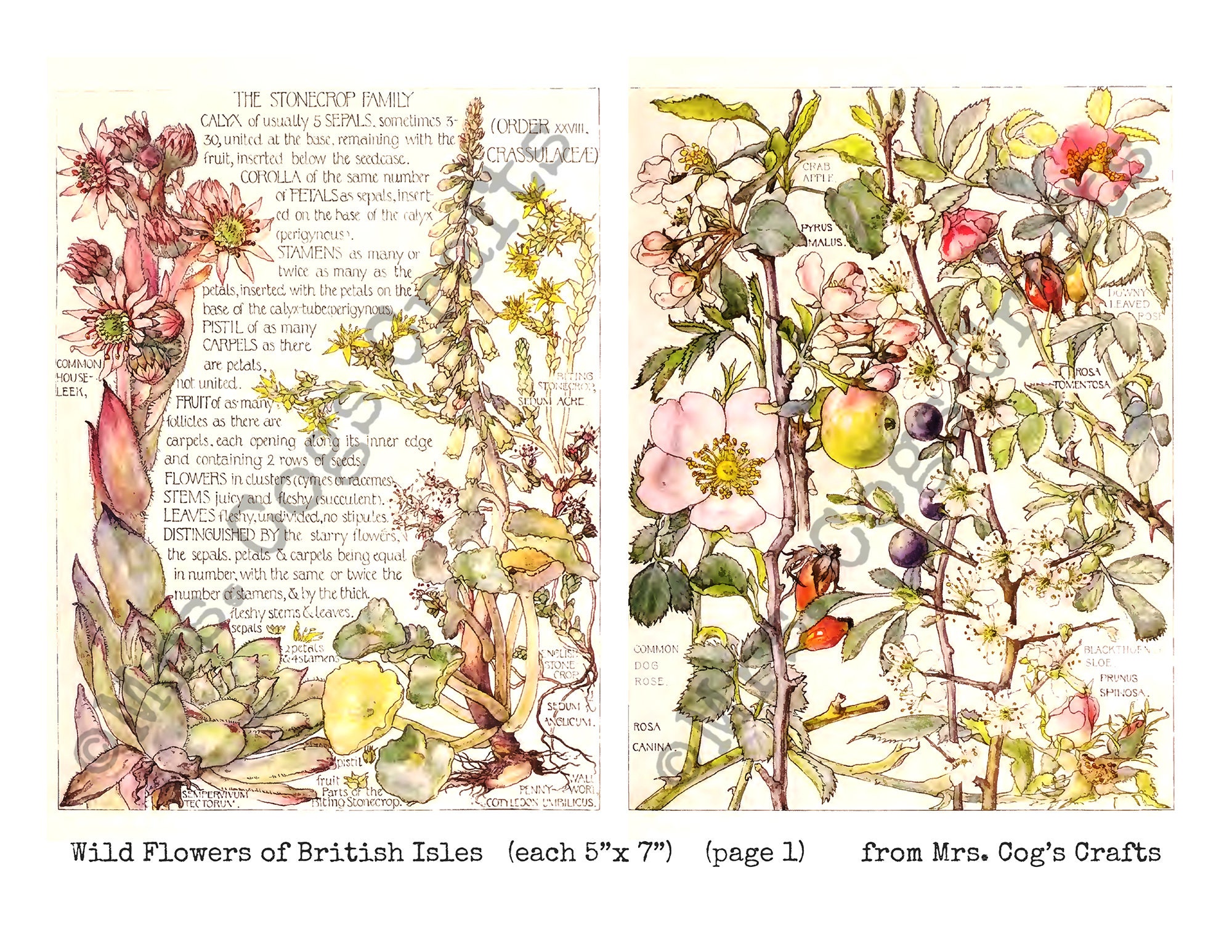 油絵 油彩 油彩画 絵 絵画【colorful flower garden】 絵画 HR