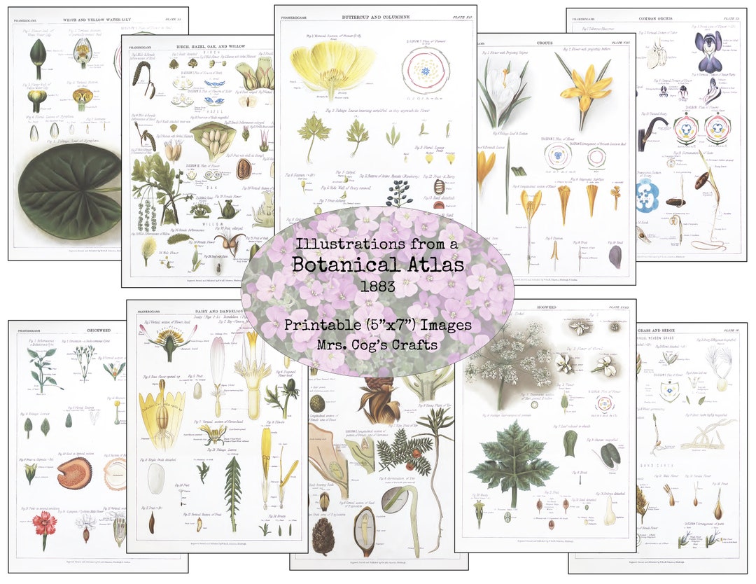 Botanical Atlas 1883 (5