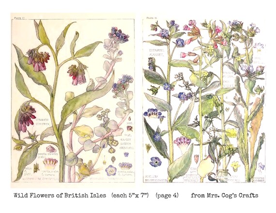 british wild flowers in relation to ‥ Garden Identifier to British Wildflowers | BBC Gardeners