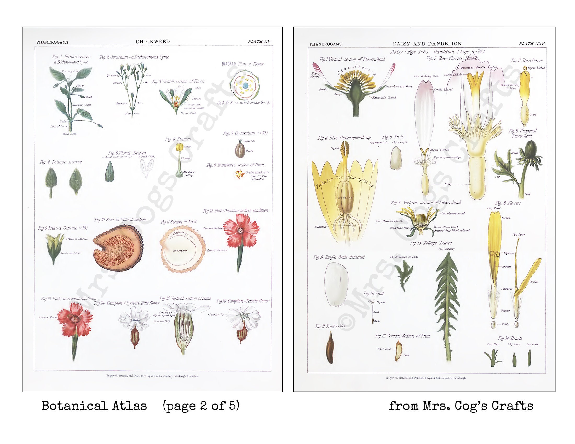 Botanical Atlas 1883 5x7 Images 5x7 Inches - Etsy