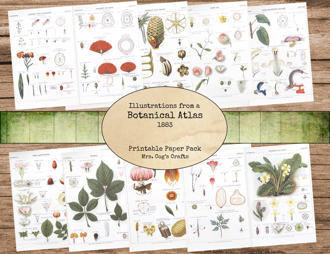 Botanical Atlas Pages 1883 - Paper Pack, Printable Journal Pages ...