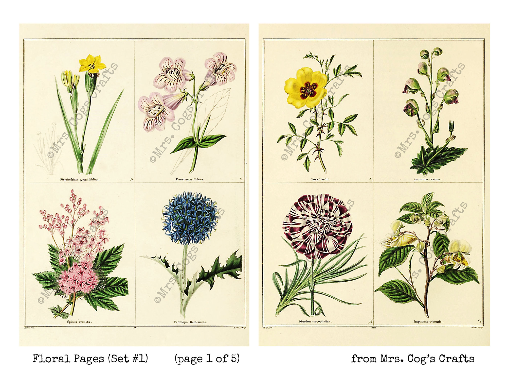 Floral Pages Set 1 Large Images Printable Images Instant - Etsy