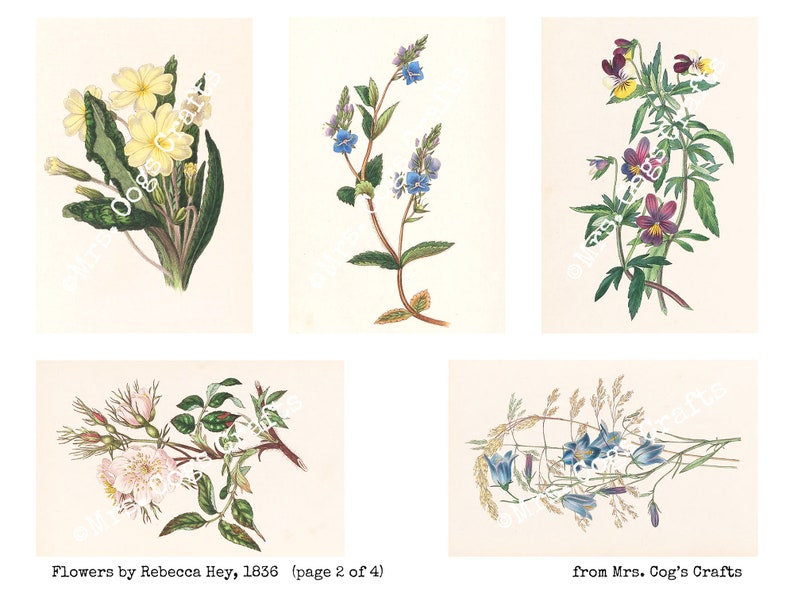 1836 Printable Images Flowers by Rebecca Hey Digital Ephemera Vintage Art Book Pages Digital Collage Instant Download
