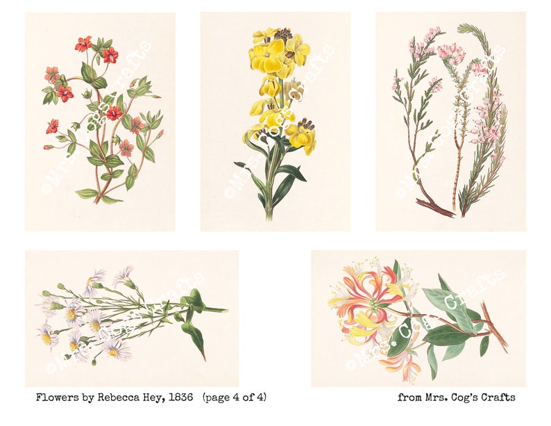 1836 Printable Images Flowers by Rebecca Hey Digital Ephemera Vintage Art Book Pages Digital Collage Instant Download