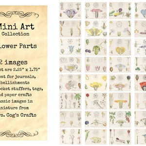 Mini Art - Flower Parts - Printable Images, Digital Download, Miniature Images, Ephemera, Vintage Images, Embellishments, Flower Images