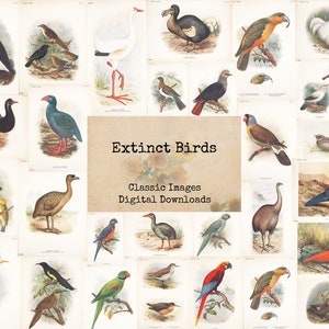 Puede incluir: Un collage de ilustraciones vintage de aves extintas. Las imágenes son de varios colores y estilos, y representan aves de todo el mundo. El título del collage es "Extinct Birds: Classic Images, Digital Downloads".