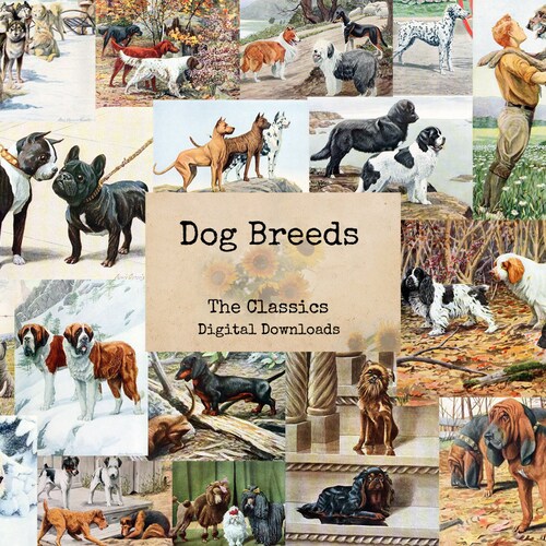 Buy Dog Breeds Digital Classics Printable Images Vintage Art Online in India - Etsy Buy Dog Breeds Digital Classics Printable Images Vintage Art Online in India - Etsy