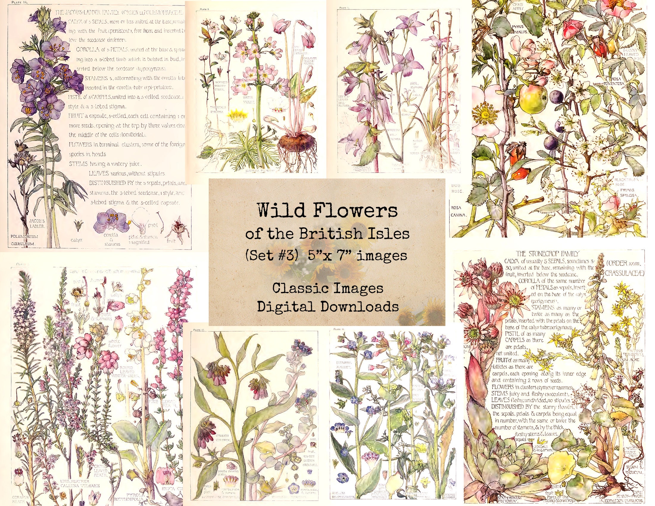 british wild flowers in relation to ‥ Wild Flowers of the British Isles Set #3- 5x7 Inches