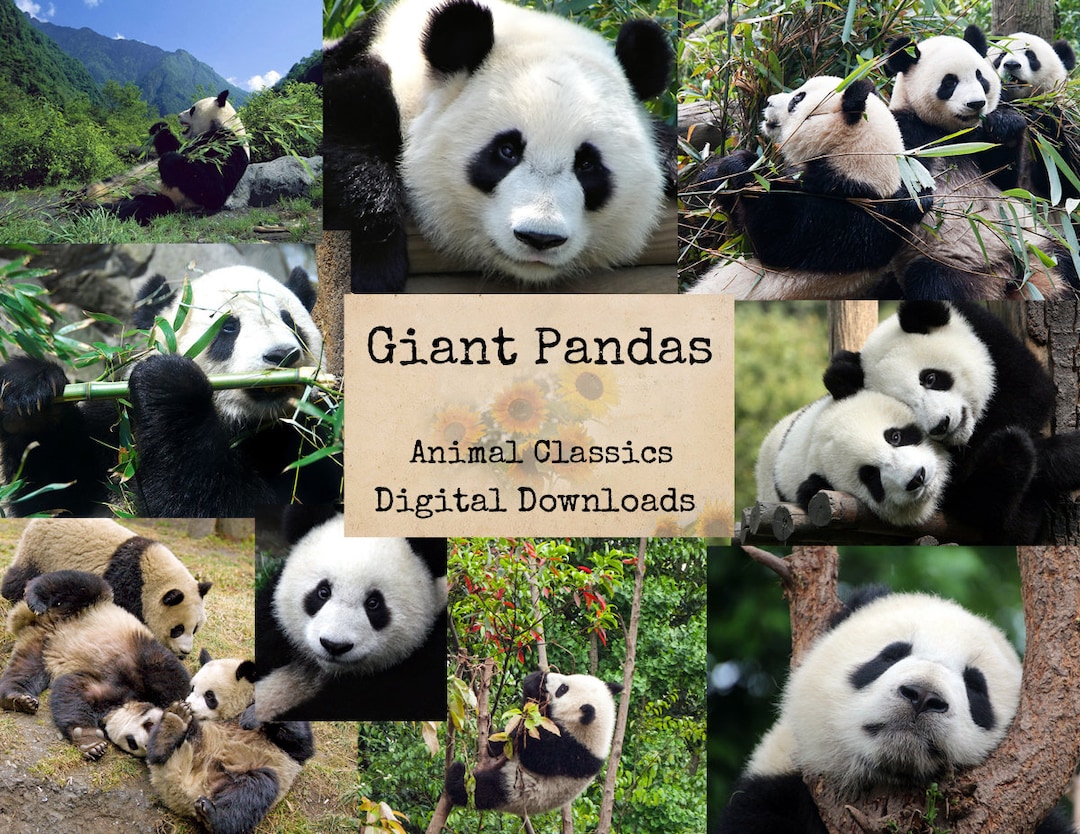 Giant Pandas - Digital Ephemera Classics, Digital Images, Vintage