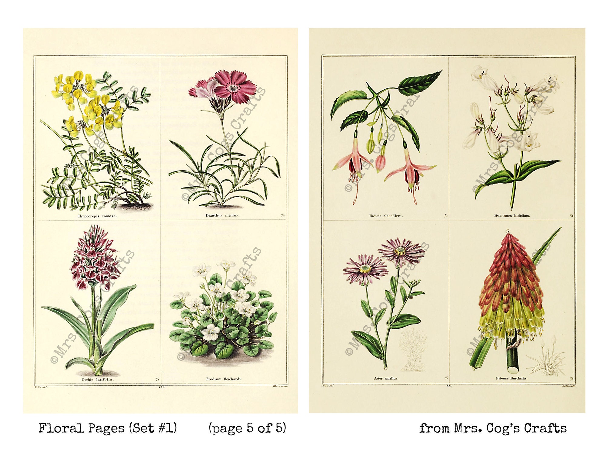 Floral Pages Set #1 - Large Images, Printable Images, Instant Download ...