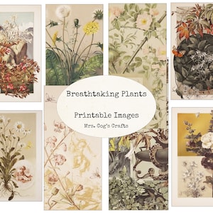 Breathtaking Plants - Printable Images, Instant Download, Digital Paper, Digital Collage, Art Ephemera, Vintage Images