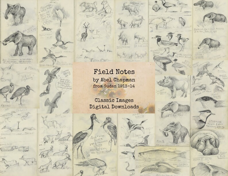 Field Notes by Abel Chapman - Printable Images, Vintage Art, Instant ...